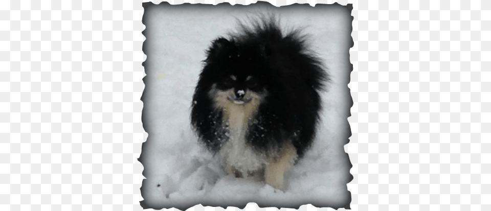 Edward Is A Gorgeous Parti Factored Black Merle Pomeranian Signs And Symptoms Of Adhd, Animal, Canine, Dog, Mammal Free Png