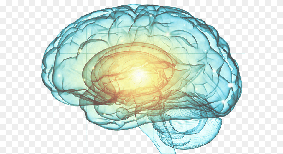 Eeg Brain Hd Brain No Background, Pattern, Accessories, Fractal, Ornament Png