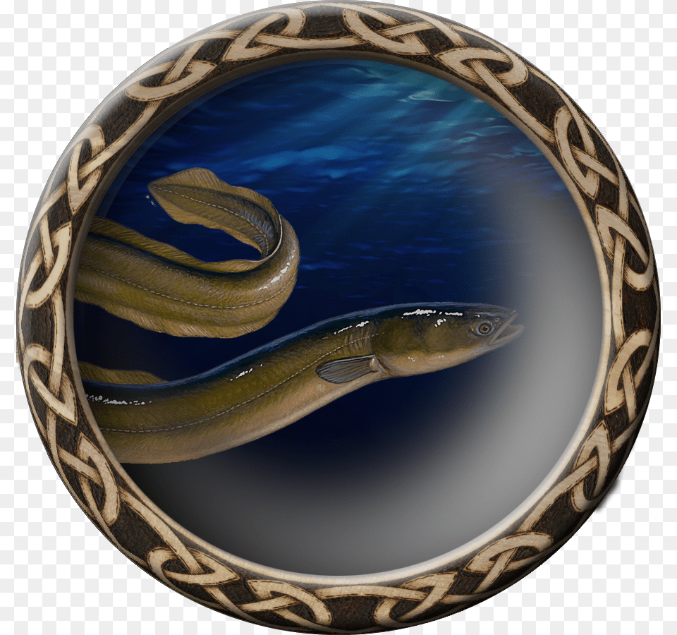 Eel, Animal, Fish, Sea Life, Photography Free Transparent Png