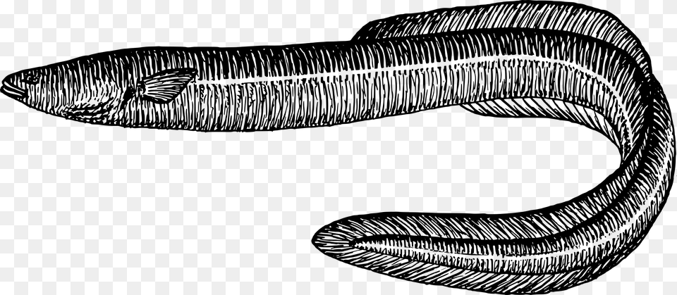 Eel Fish Black And White, Gray Free Transparent Png