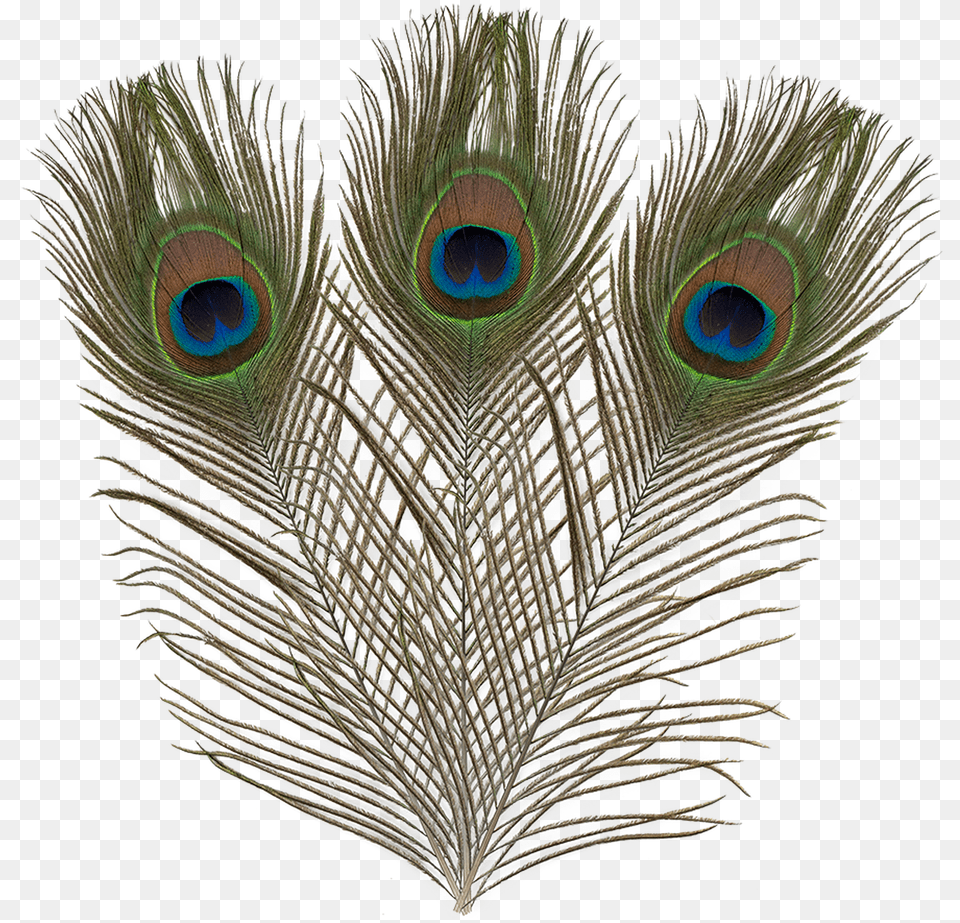 Ef 017 Peacock Feathers Flightless Bird, Animal Free Png