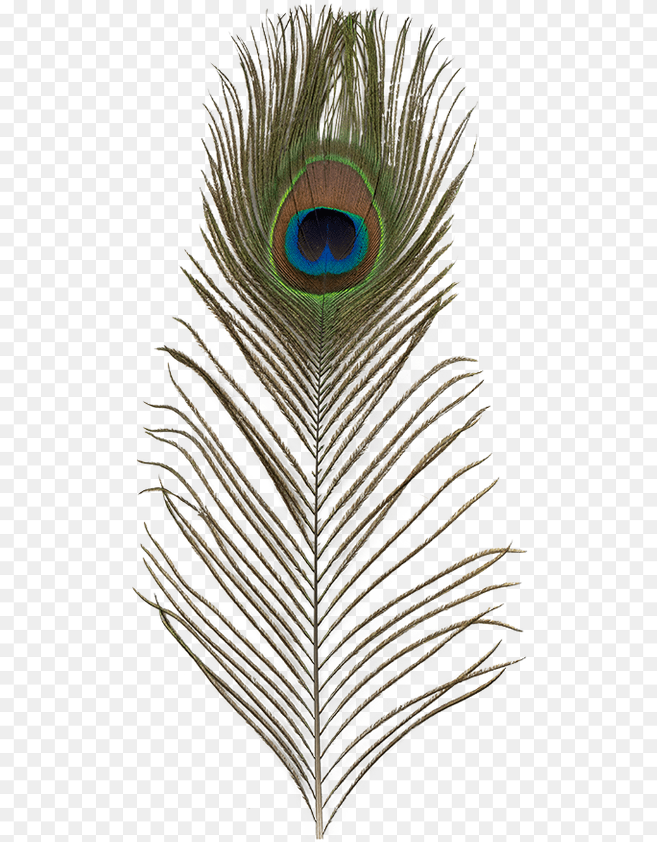 Ef 018 Peacock Feather Feather, Plant, Animal, Bird Free Transparent Png