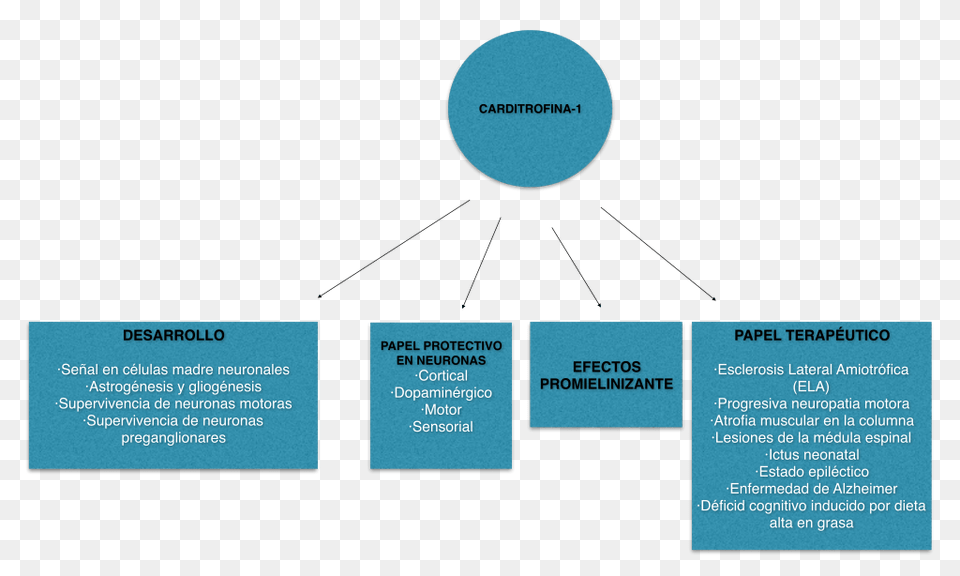 Efectos De Cardiotrofina En El Sistema Nervioso, Paper, Text, Nature, Night Free Png