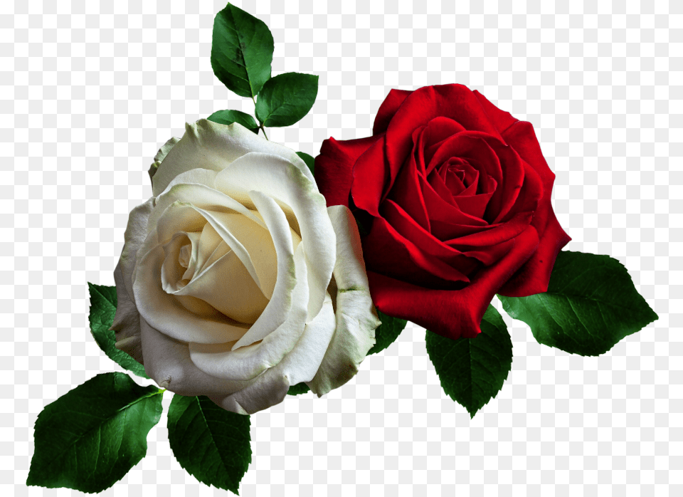 Efeitos Red Rose Flowers Gif, Flower, Plant Free Transparent Png