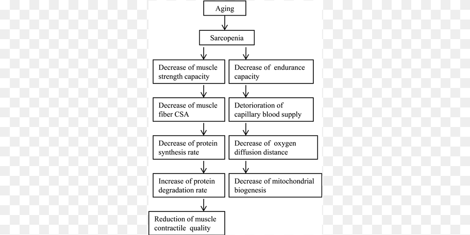 Effect Of Aging On Skeletal Muscle, Diagram, Uml Diagram Free Png