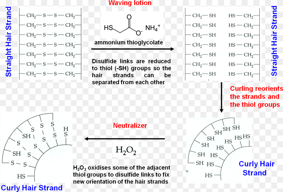 Effect Of Disulfide Bridges Diagram, Gauge, Chart, Plot, Text Png Image