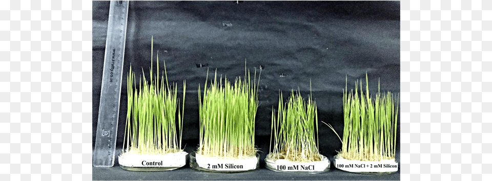 Effect Of Sodium Chloride Andor Silicon On Root And Sweet Grass, Plant, Vegetation, Agropyron, Pottery Free Png Download