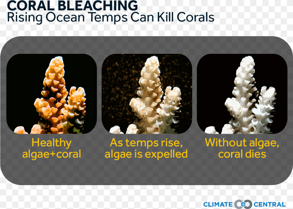 Effect Of Temperature On Coral Reefs, Animal, Nature, Outdoors, Reef Free Png