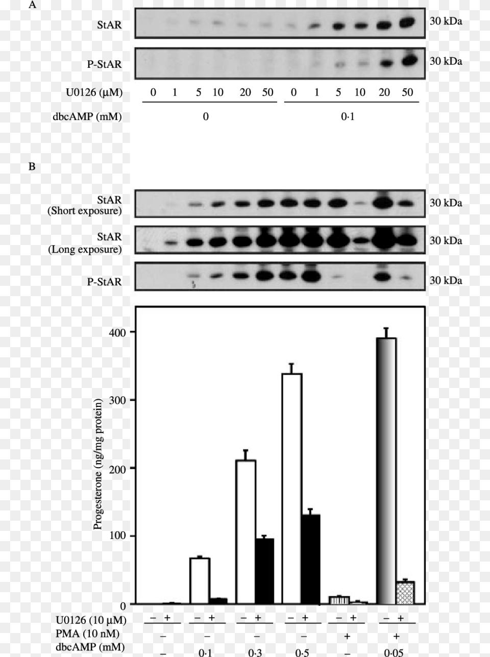 Effect Of U0126 And Dbcampstimulated Star Pstar Vertical Free Png
