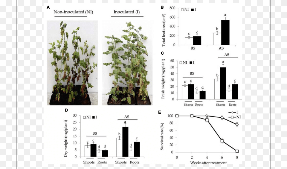 Effects Of B Bacillus Licheniformis Root Growth, Plant, Chart, Plot, Herbs Free Transparent Png