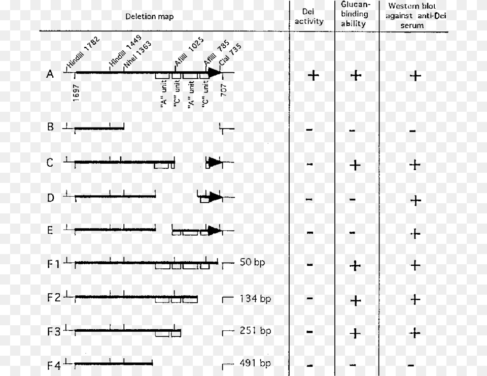 Effects Of Deletion In The Dei Gene Number, Gray Free Png Download