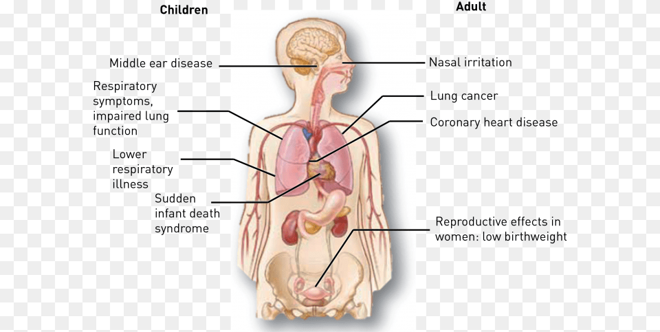 Effects Of Passive Smoking, Body Part, Face, Head, Person Free Png Download