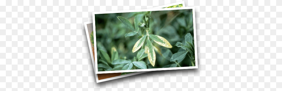 Efficient Fertilizer Use Guide Potassium Body Ache, Leaf, Vegetation, Tree, Plant Png Image