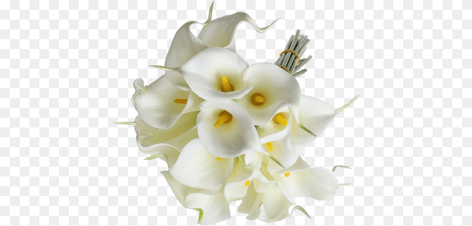 Eforcase Refreshing Calla Lily Bridal Transparent Calla Lily Flowers, Anther, Flower, Flower Arrangement, Flower Bouquet Free Png