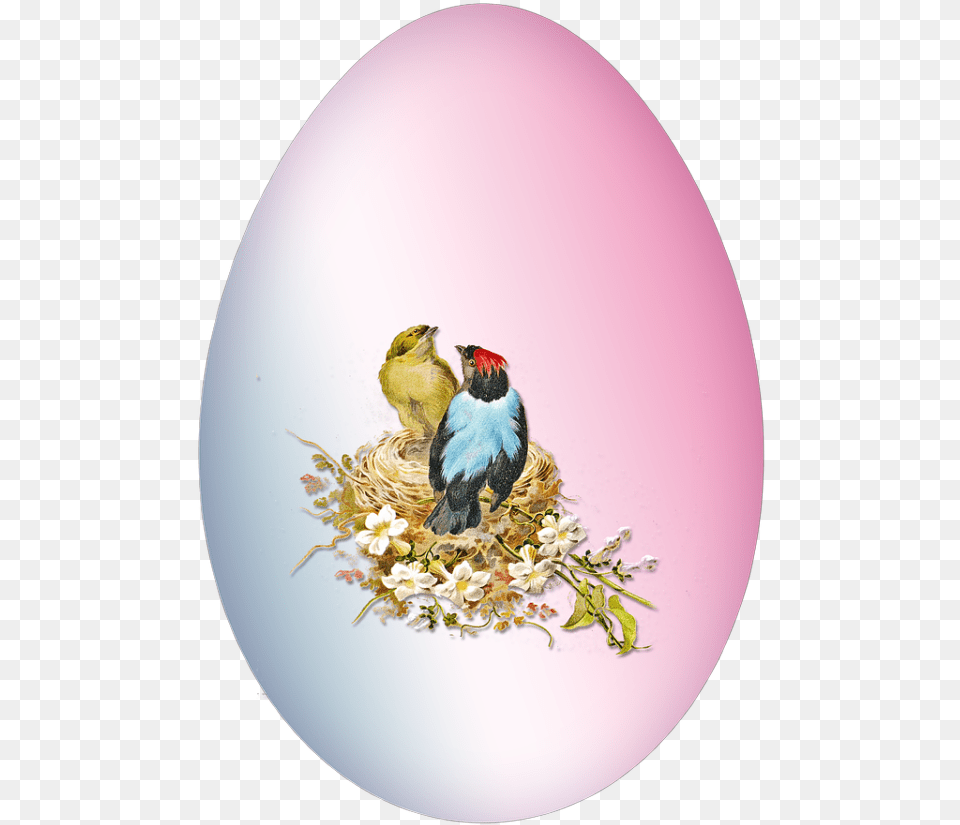 Egg, Animal, Bird, Finch, Food Png