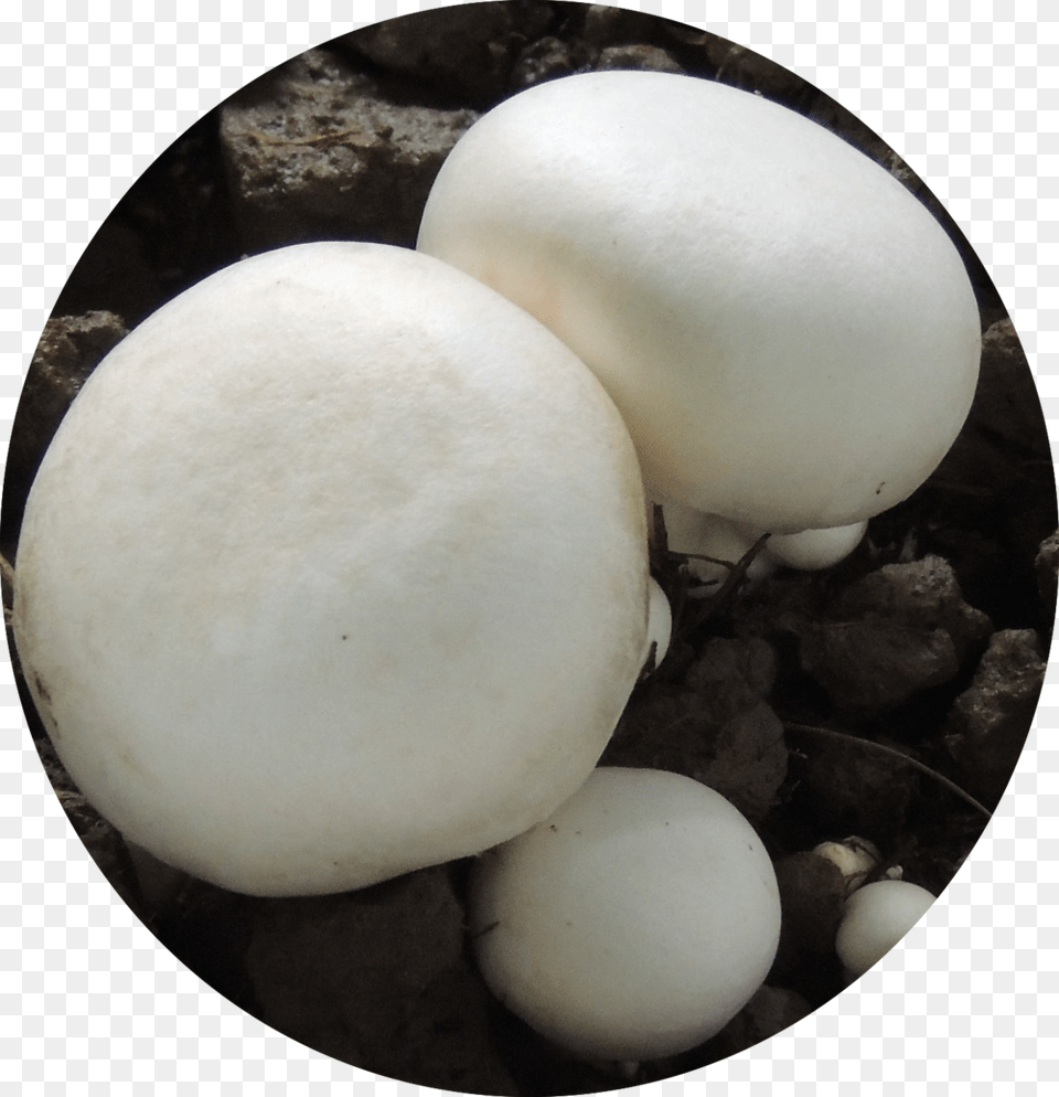 Egg, Food, Fungus, Plant, Agaric Free Png Download