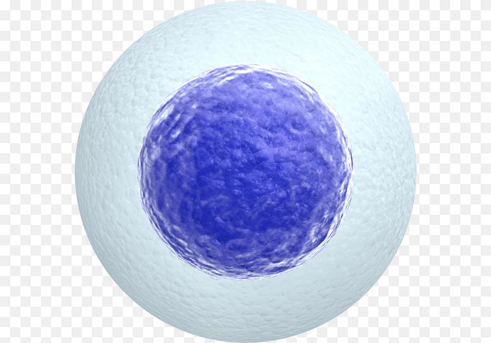 Egg Cell White Background, Sphere, Ball, Golf, Golf Ball Free Png