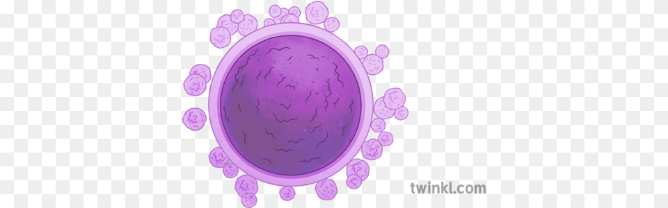 Egg Cells Illustration Twinkl Dot, Purple, Sphere, Pattern Free Png
