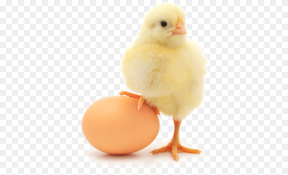 Egg Transparent Image Hen Kids, Animal, Bird, Chicken, Fowl Free Png