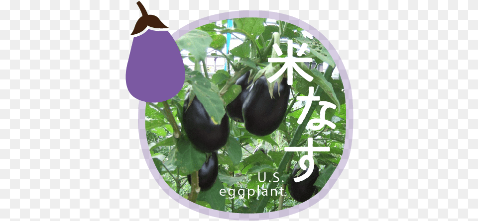 Eggplant, Food, Produce, Plant, Vegetable Free Png Download