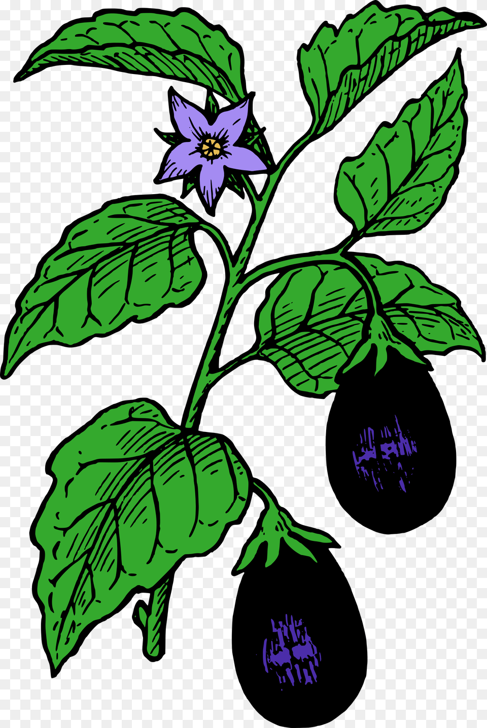 Eggplant Clipart Cartoon, Acanthaceae, Plant, Leaf, Flower Png Image