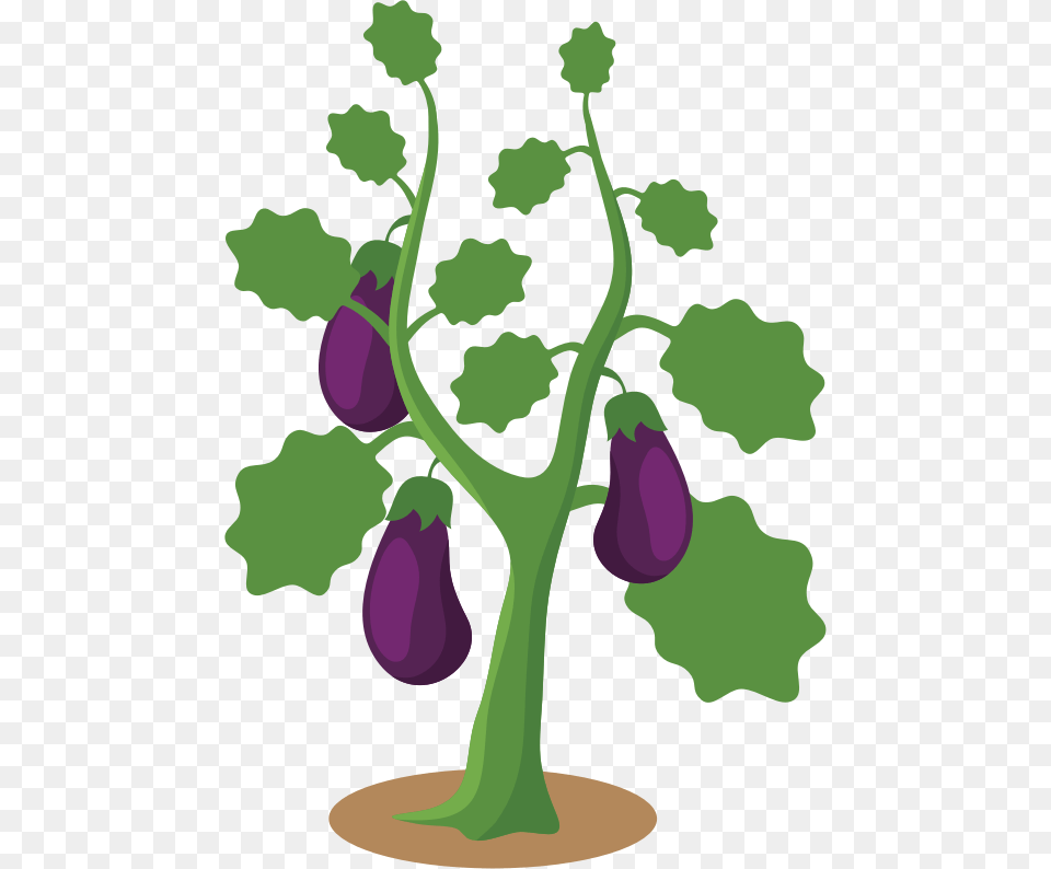 Eggplant Plant Clipart, Food, Produce, Vegetable, Person Free Png