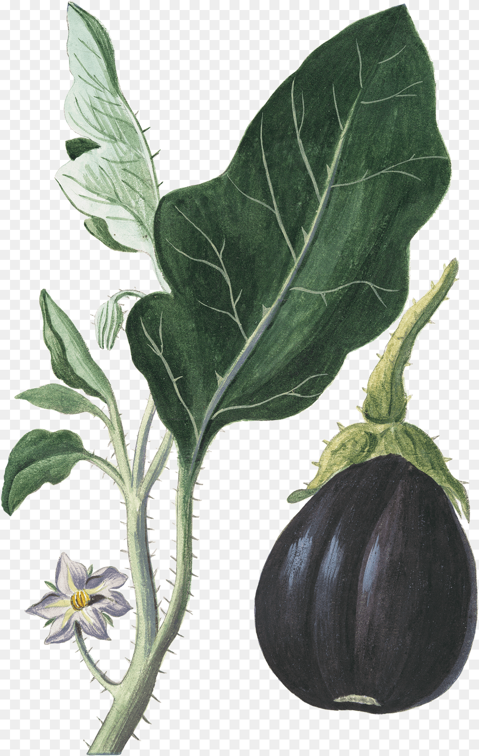 Eggplant Vegetable Botanical Illustration Botany Botanical Vegetable Illustration, Food, Plant, Produce Png Image