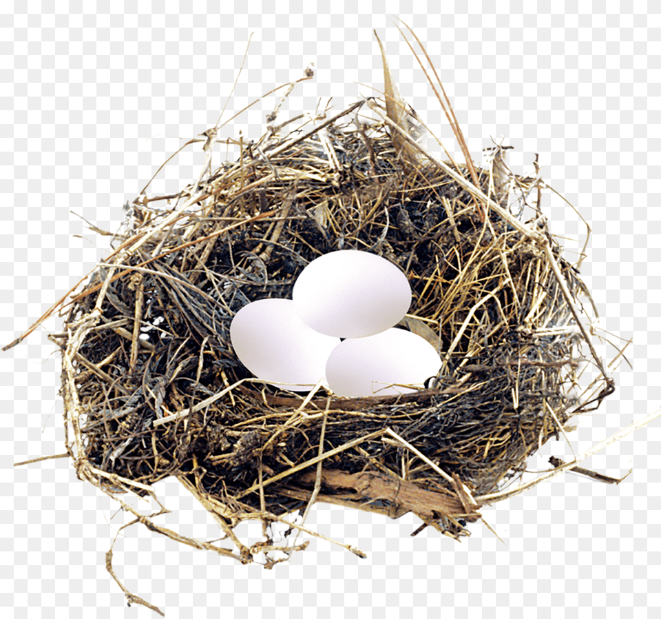 Eggs In A Nest Birds Nest Blue Eggs, Balloon, Egg, Food Free Png Download