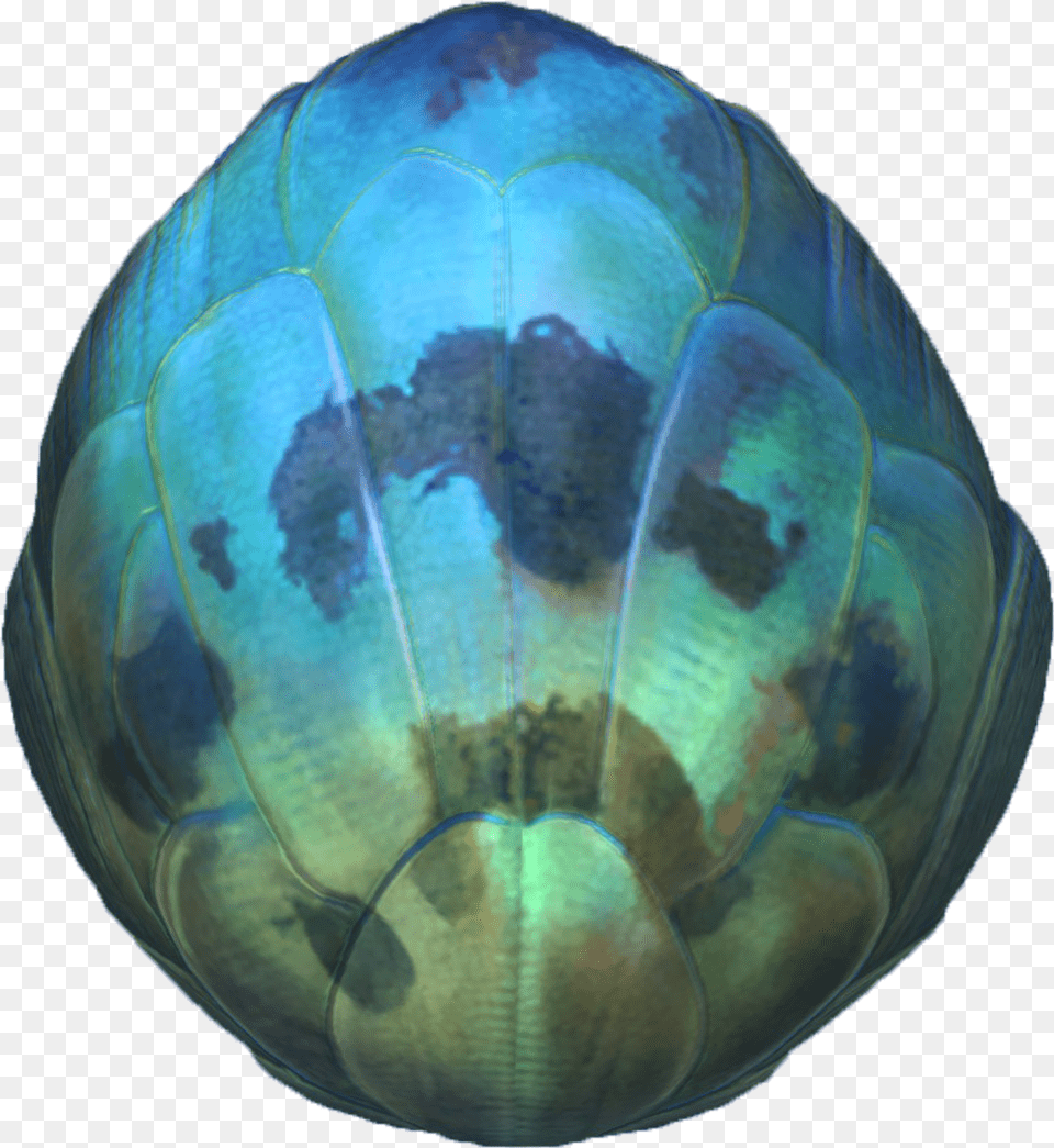 Eggs Subnautica Sea Dragon Egg, Sphere, Animal, Clam, Food Png Image