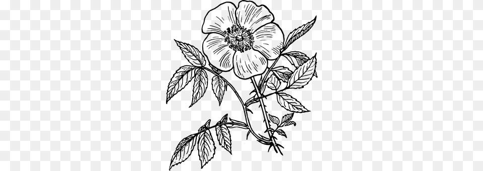 Eglantine Gray Free Transparent Png