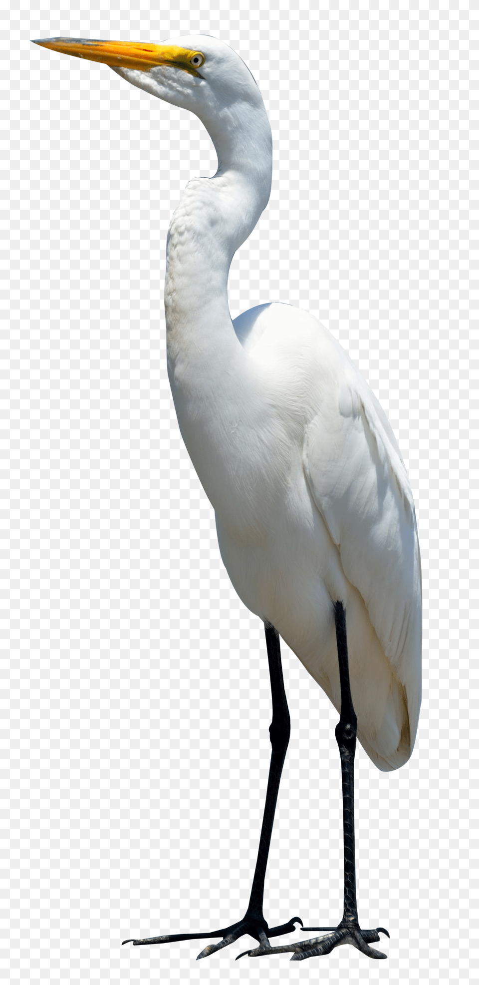 Egret Bird Image, Animal, Crane Bird, Waterfowl, Heron Free Png Download