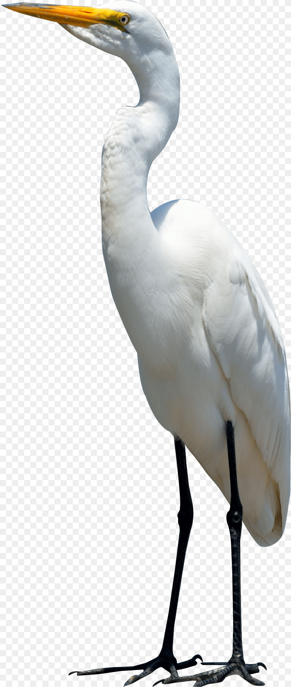 Egret Bird Image Bird, Animal, Waterfowl, Crane Bird, Heron Free Png Download