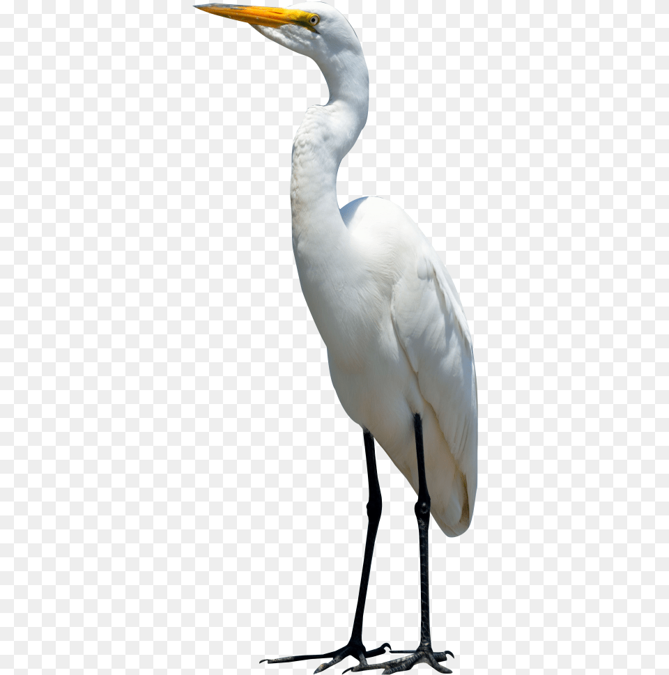 Egret Bird Image Crane Bird, Animal, Waterfowl, Crane Bird, Heron Free Transparent Png