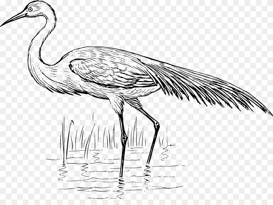 Egret Drawing At Getdrawings Blue Crane Black And White Clipart, Gray Png