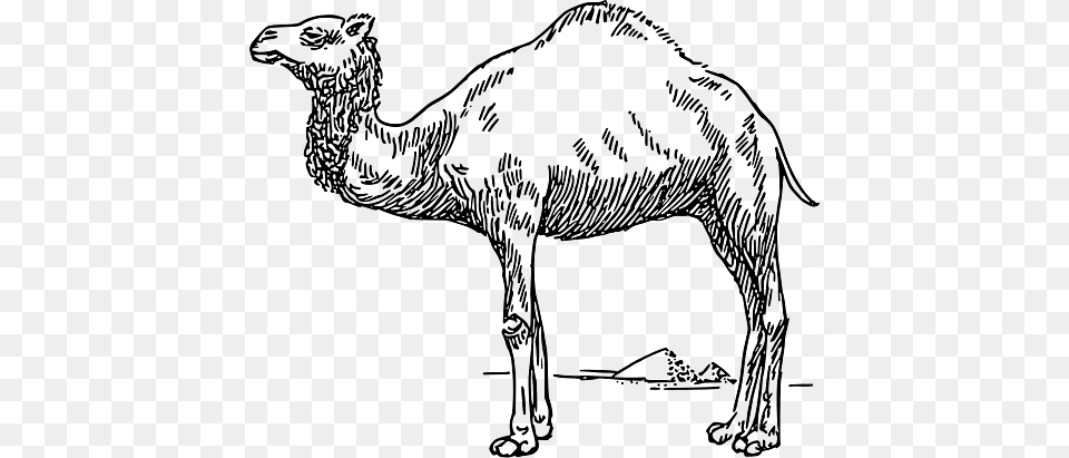 Egypt Illustration Of A Dromedary, Animal, Camel, Mammal, Dinosaur Free Transparent Png