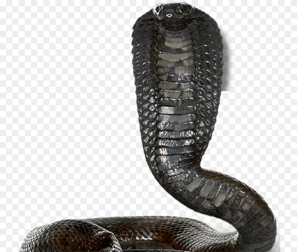 Egyptian Cobra White Background, Animal, Reptile, Snake Png