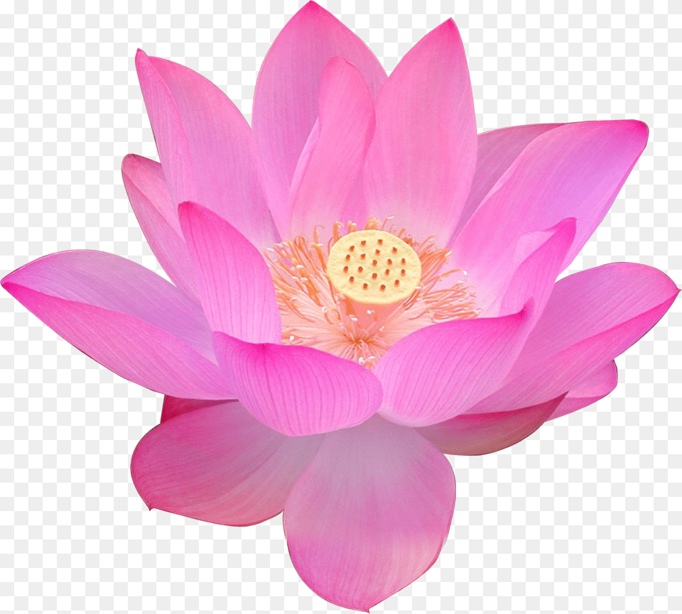 Egyptian Lotus Flower Falun Gong Lotus Flower Images Png Image