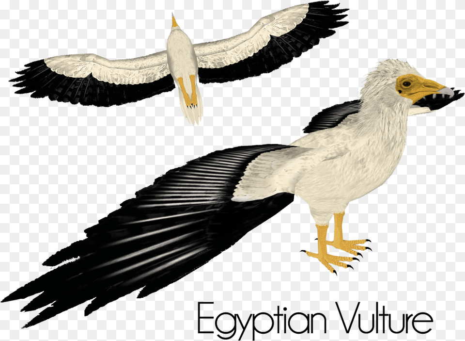 Egyptian Vulture, Animal, Beak, Bird, Flying Free Png Download