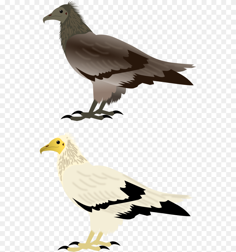 Egyptian Vulture Bird Of Prey, Animal Png
