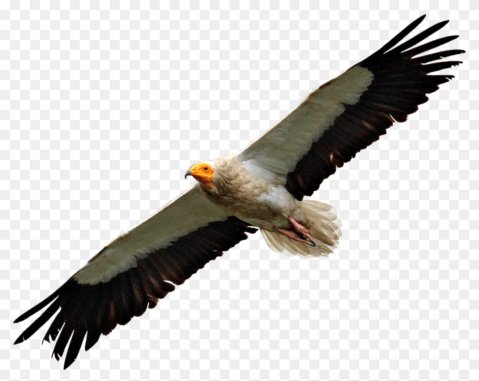 Egyptian Vulture Flying Transparent, Animal, Bird Free Png Download
