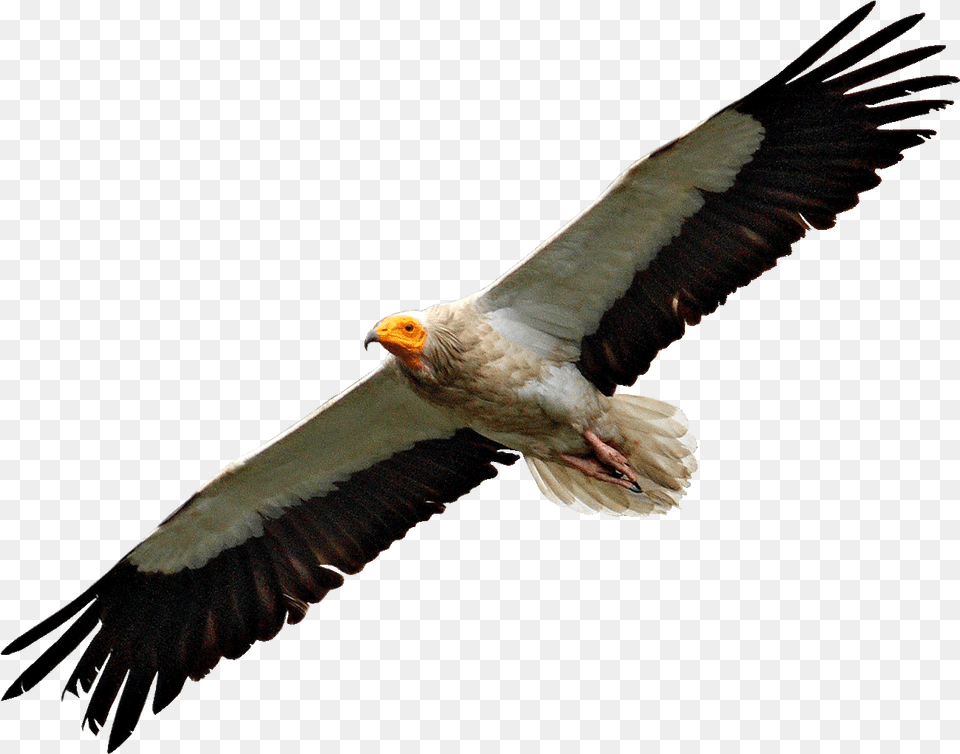 Egyptian Vulture Flying Vulture, Animal, Bird Free Transparent Png