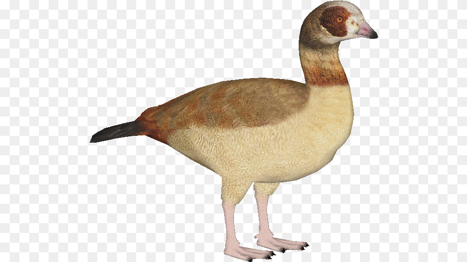 Egyptiangoose Alopochen Aegyptiaca, Animal, Bird, Goose, Waterfowl Free Transparent Png