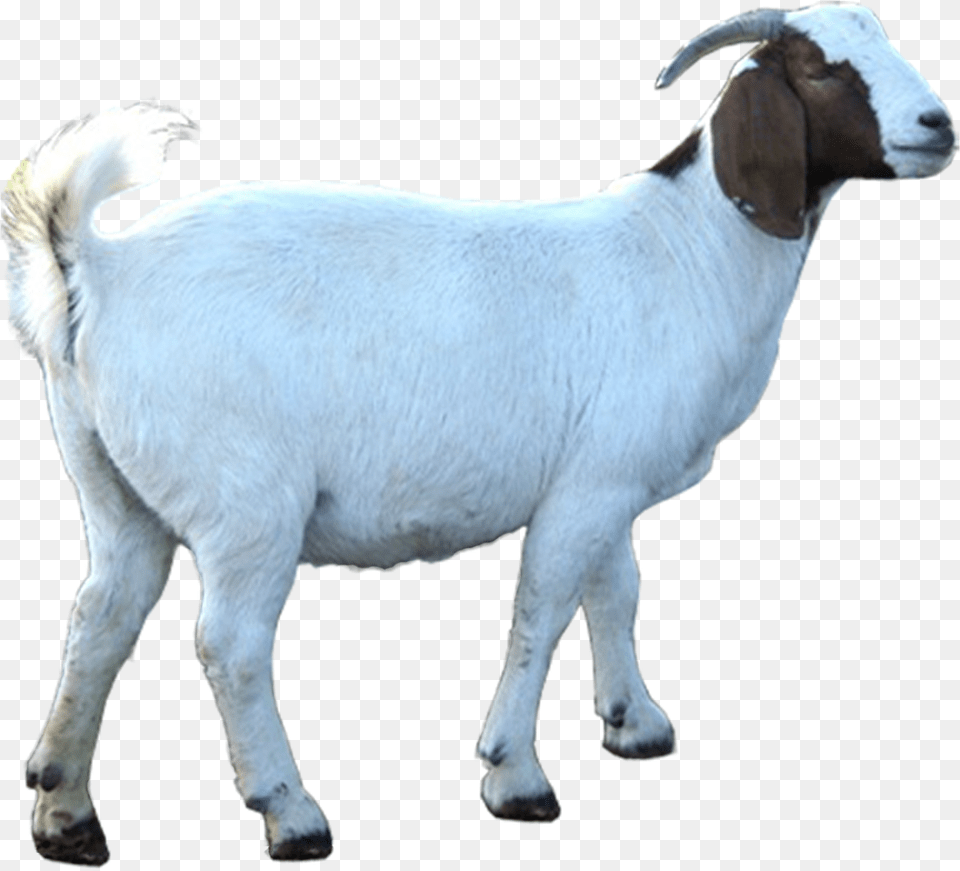Eid Ul Adha Goat, Livestock, Animal, Mammal, Sheep Png Image