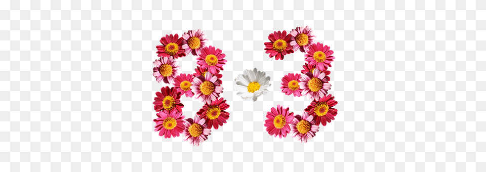 Eight Months Three Daisy, Flower, Petal, Plant Free Png