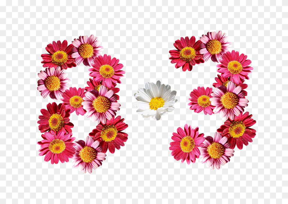 Eight Months Three Daisy, Flower, Petal, Plant Free Png