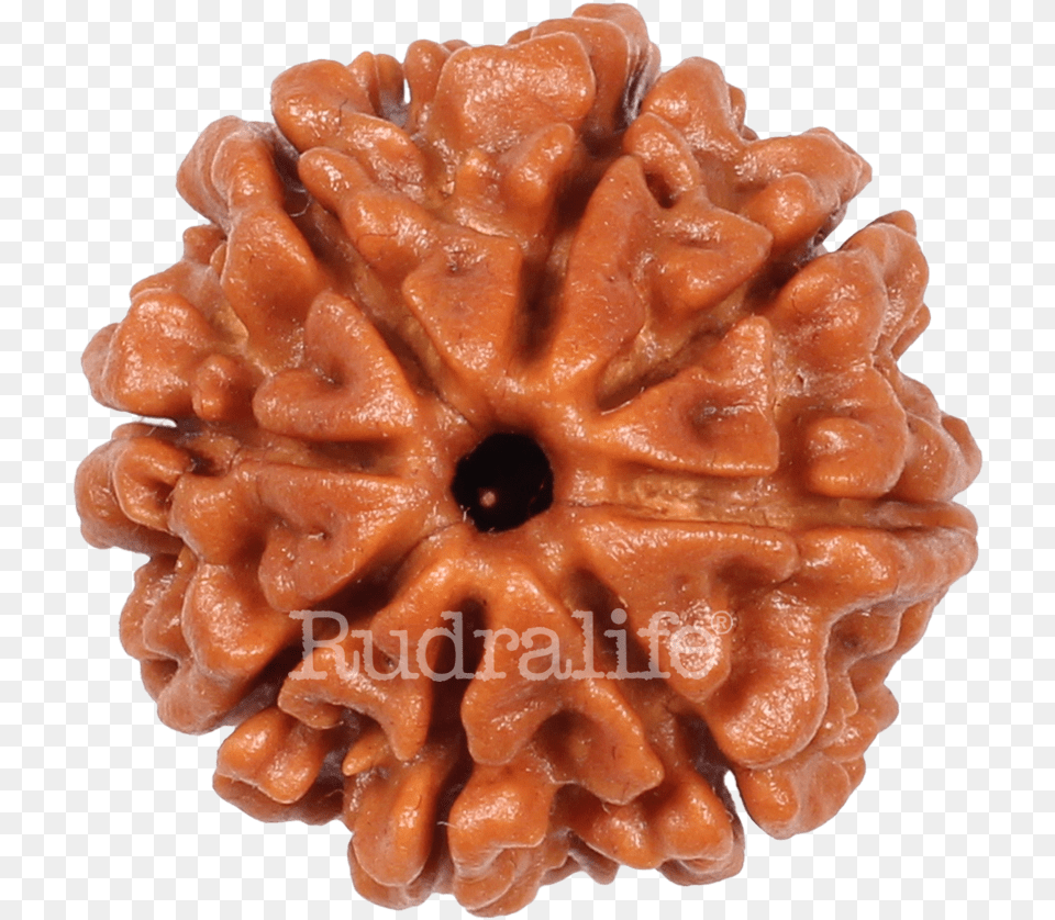 Eight Mukhi Rudraksha Rudraksha Eight Mukhi Rudraksha, Food, Nut, Plant, Produce Png
