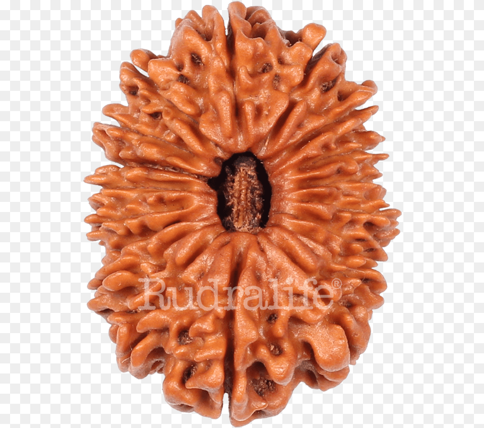 Eighteen Mukhi Rudraksha Rudraksha Chocolate Cake, Food, Nut, Plant, Produce Png Image