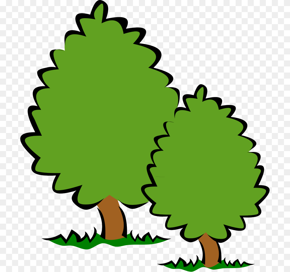 Eiland Clipart Tall Short Tree, Conifer, Green, Plant, Leaf Png Image