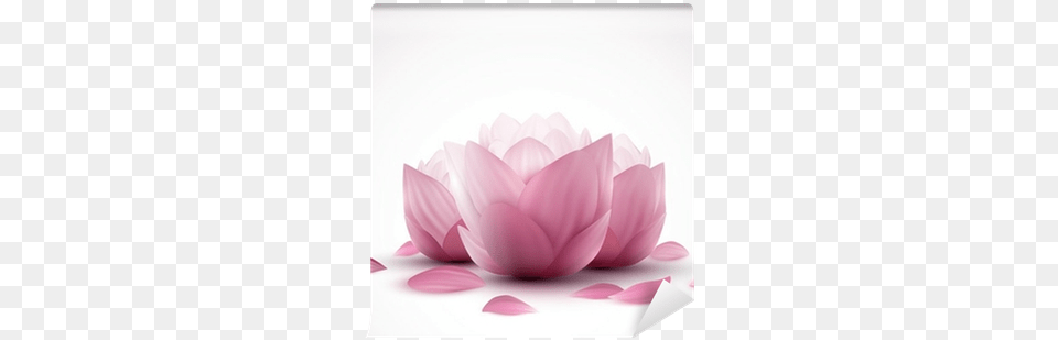 Eindeutig Eine Einfache Und Effektive Anleitung Lernen, Dahlia, Flower, Petal, Plant Png Image