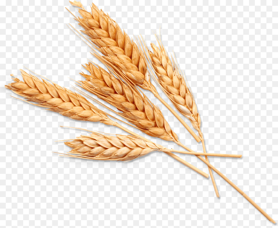 Einkorn Wheat, Food, Grain, Produce Free Png